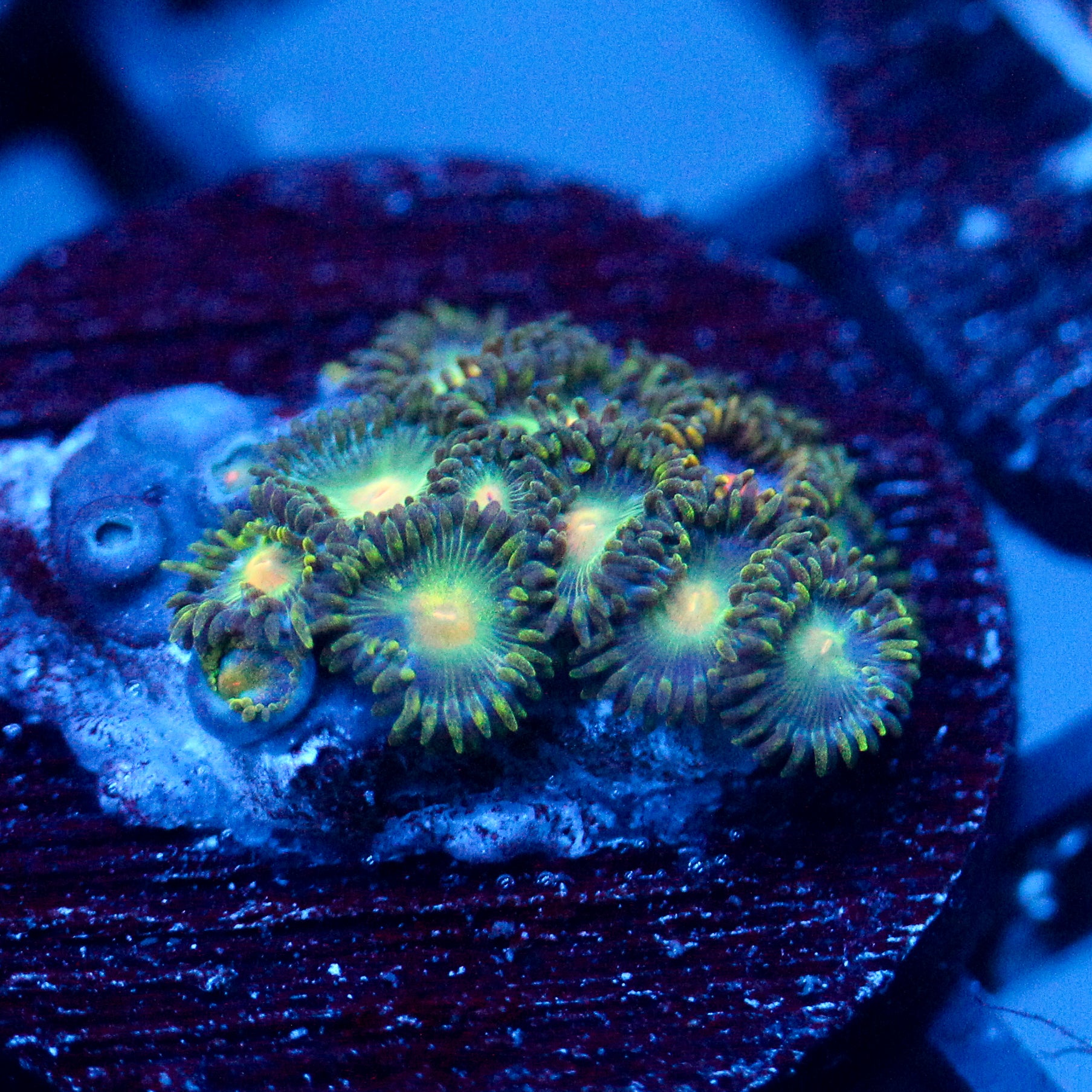 JC Birthstone Zoanthid