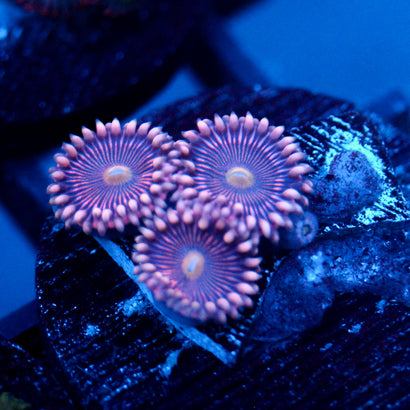 JC Purple Star Zoanthid