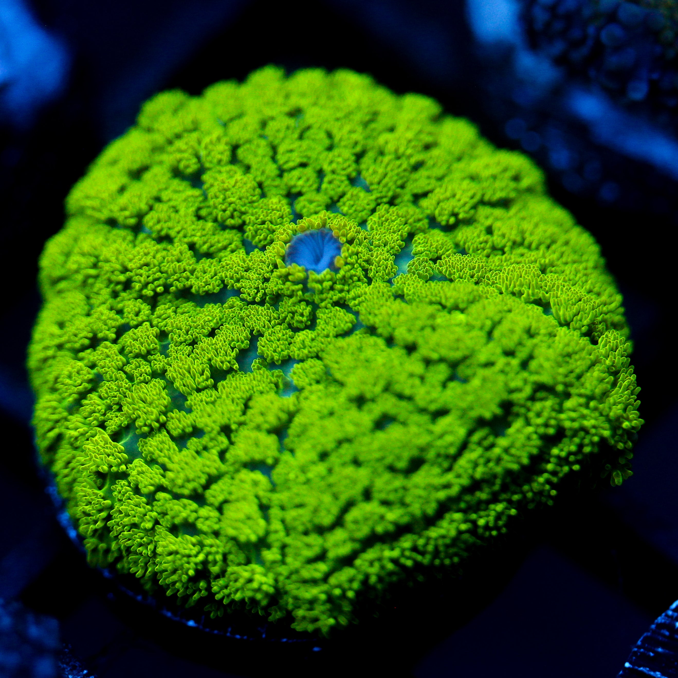JC Neon Green Rhodactis large
