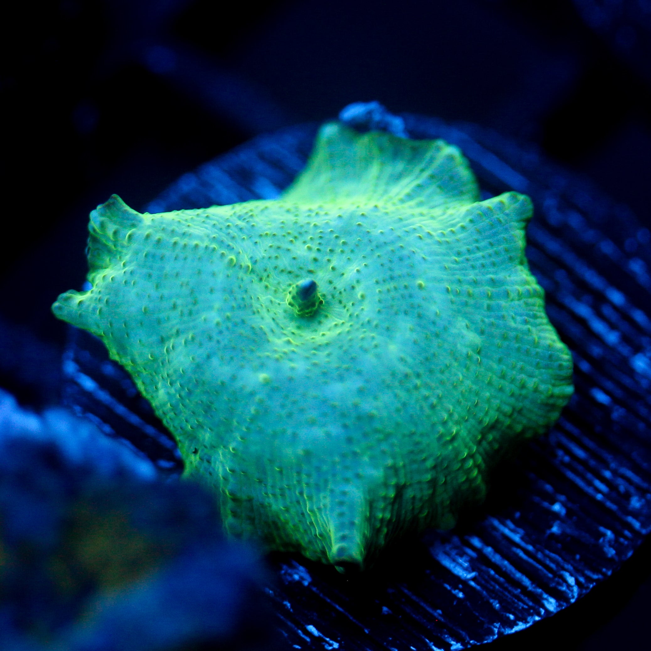 JC Cherenkov Radiation Discosoma