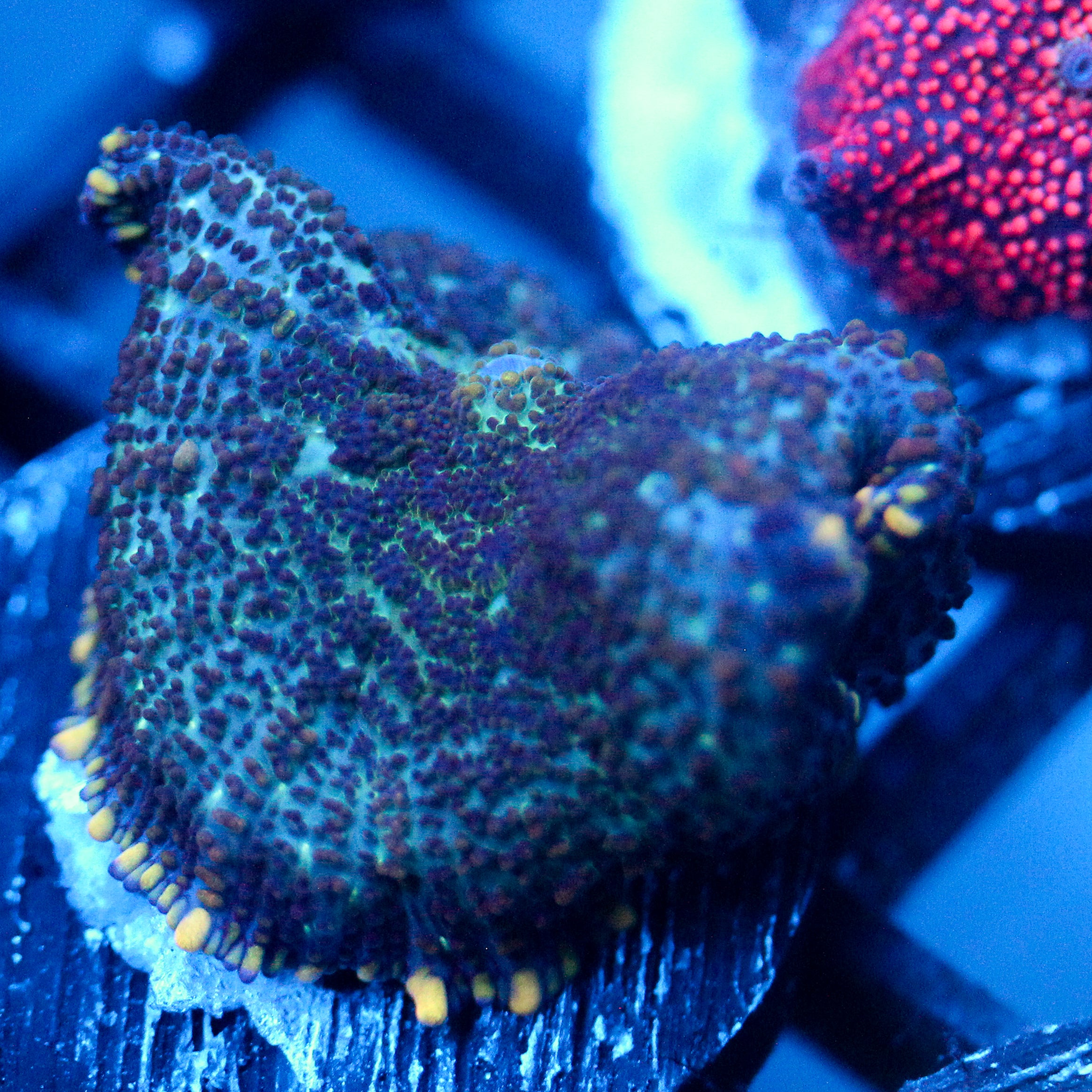 JC Flipside Rhodactis