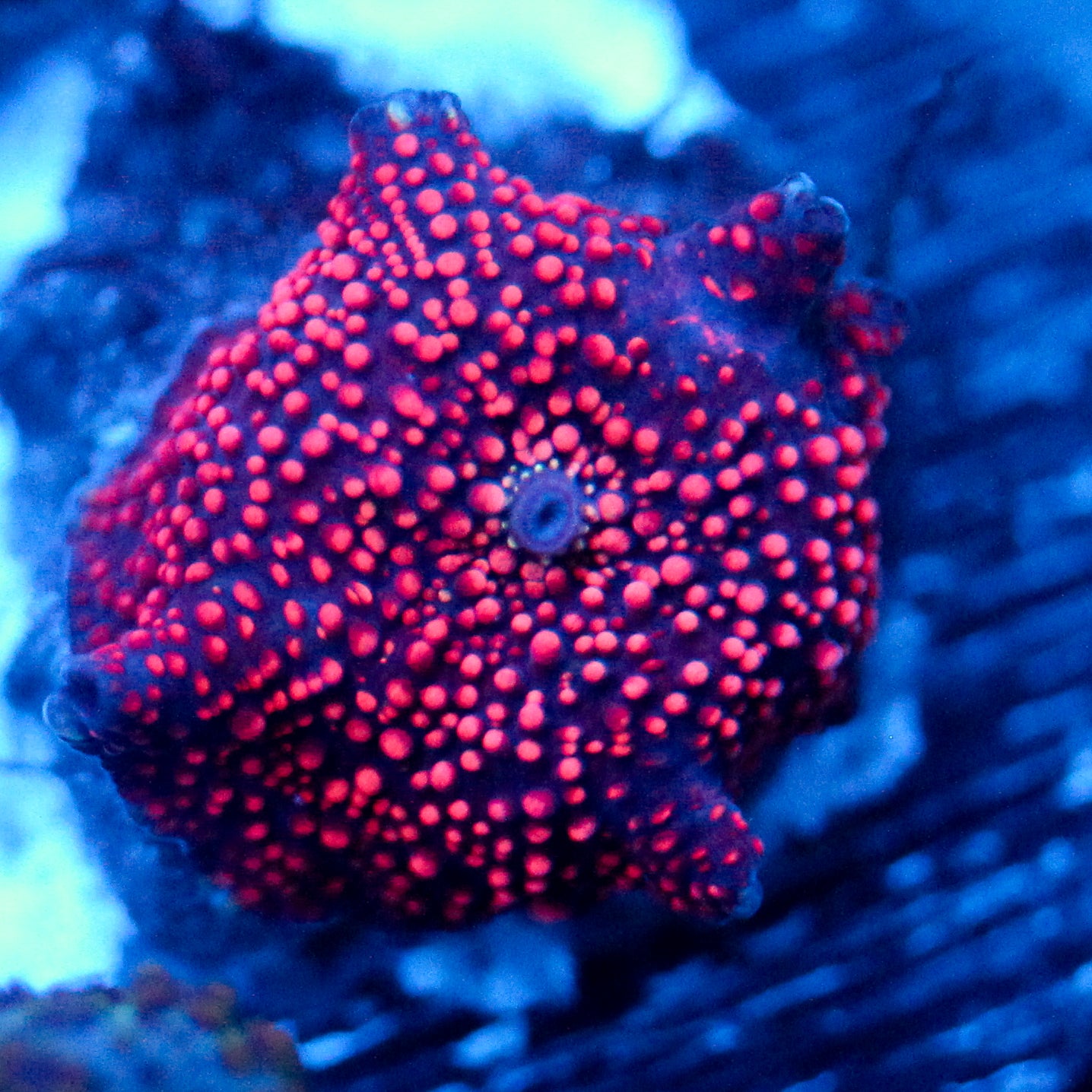 JC Hyper Dots Discosoma
