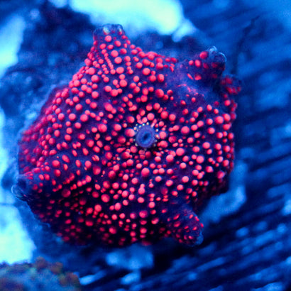 JC Hyper Dots Discosoma