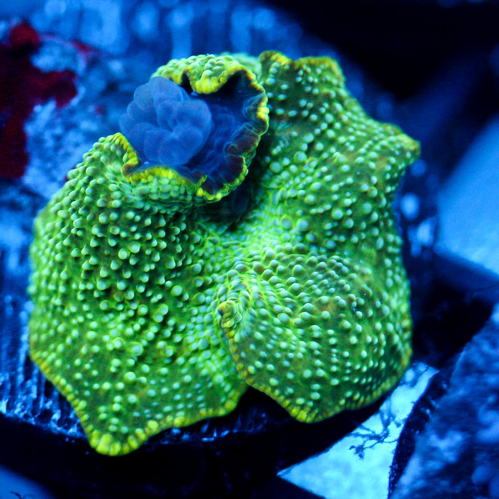 JC Little Green Men Discosoma