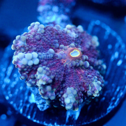 JC Purple Nurple Yuma