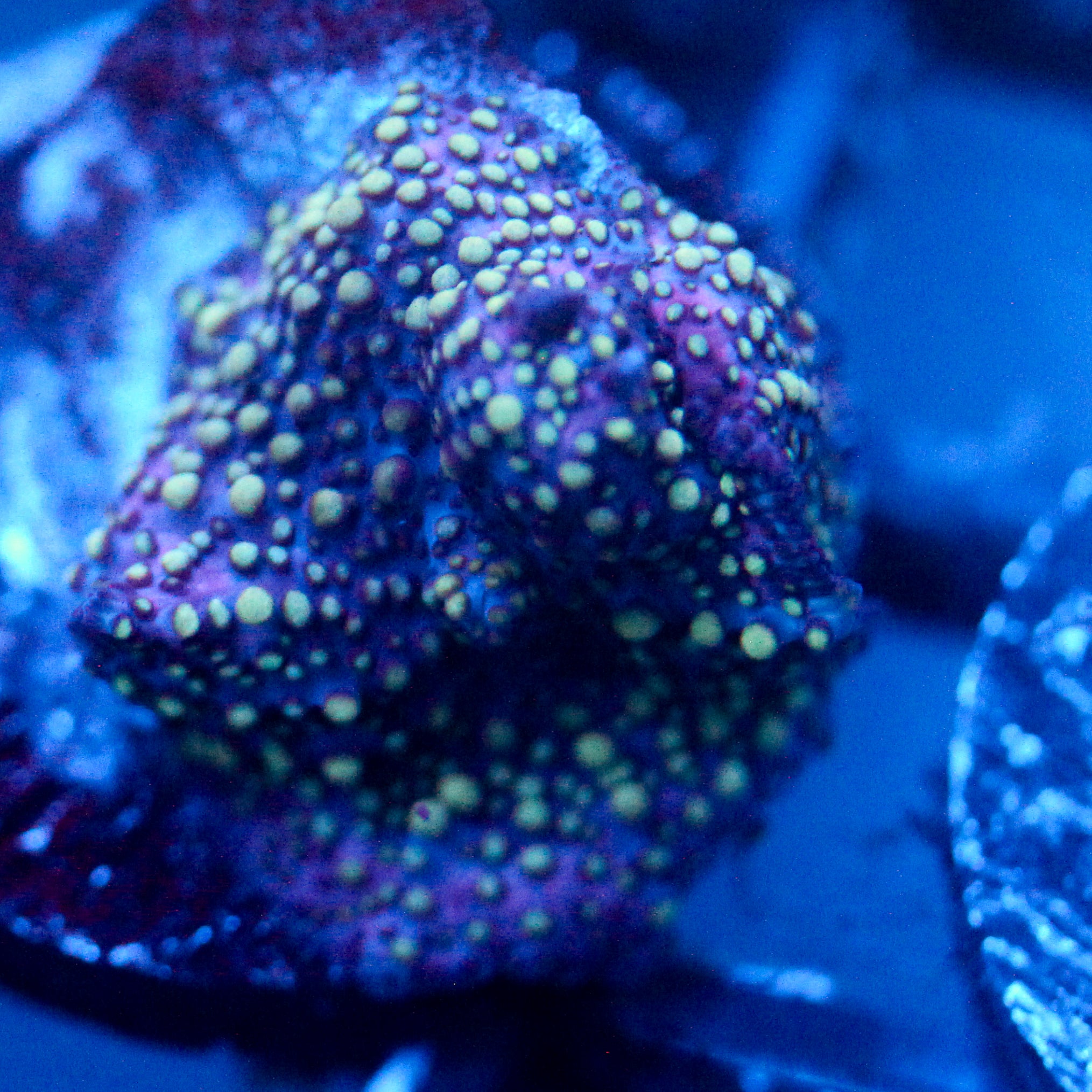 JC Lava Lamp Discosoma