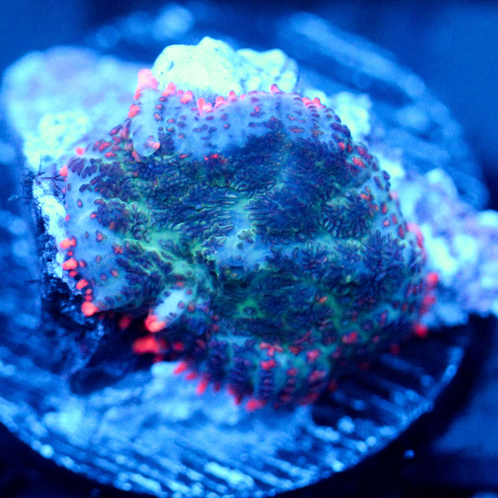 JC Yeti Flesh Rhodactis