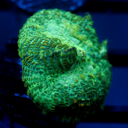 JC Lush Biome Rhodactis