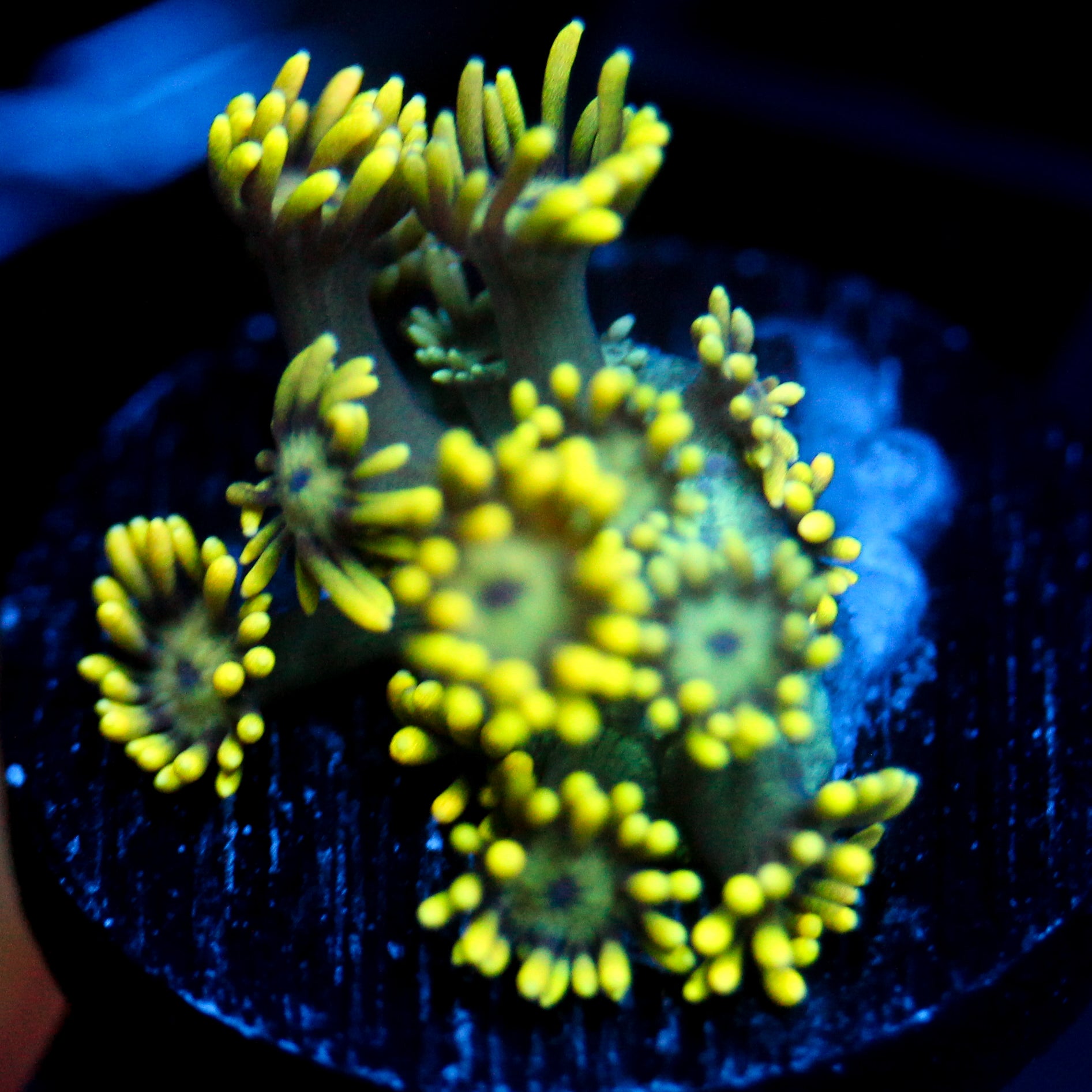 JC Yellow Freeze Goni (3/4)