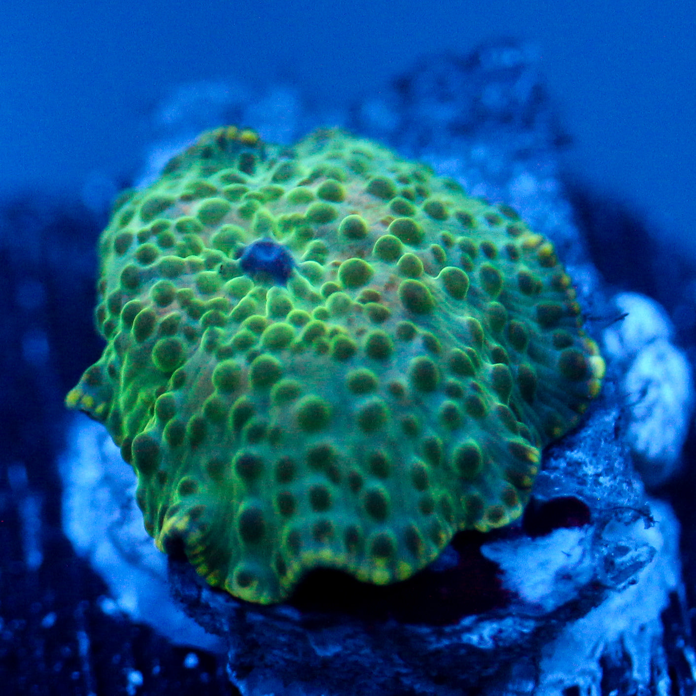 JC Molten Slime Discosoma