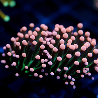 JC Pink Tip Hurricane Torch