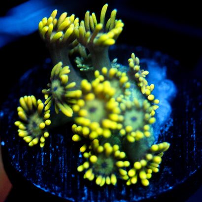 JC Yellow Freeze Goni (3/4)