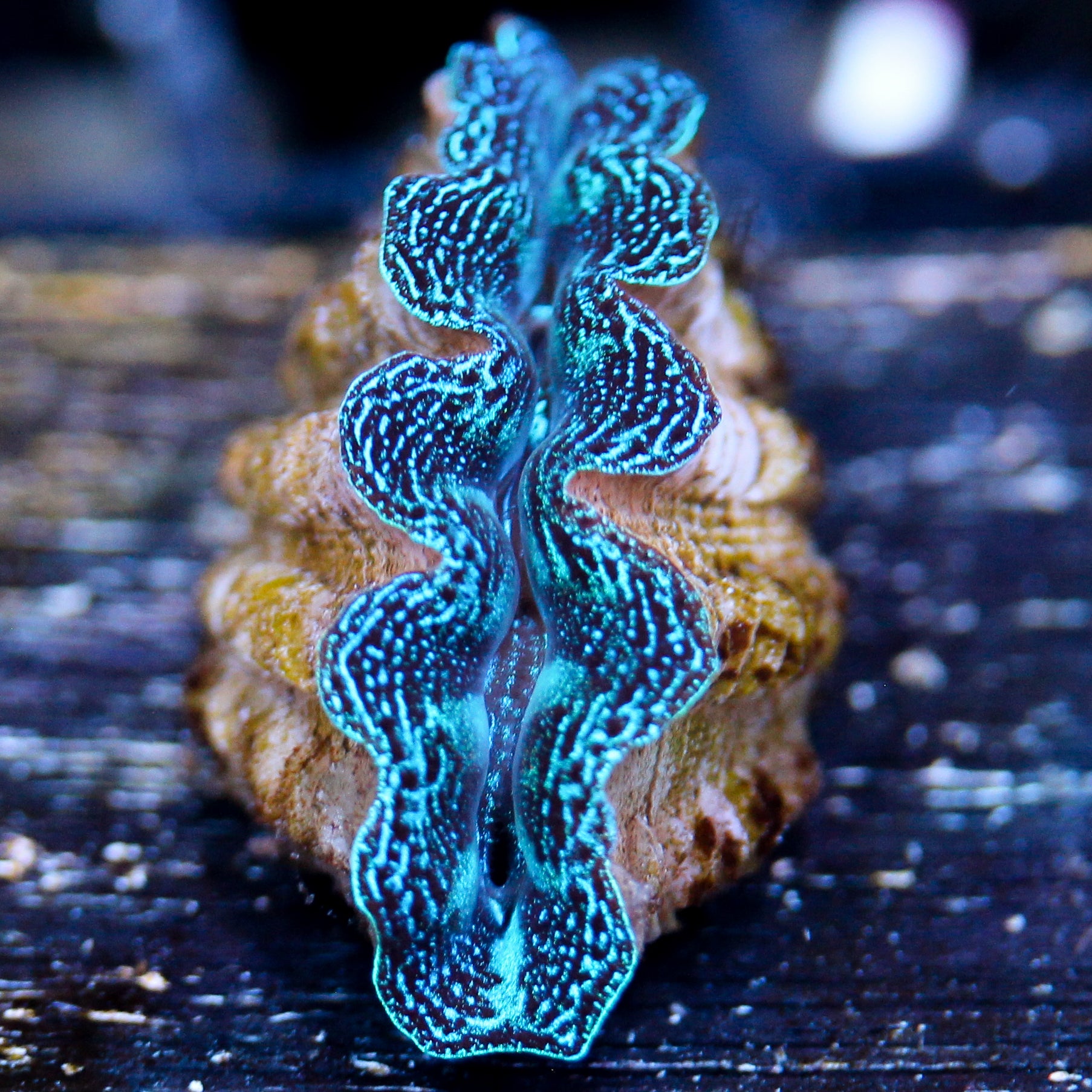 JC Ribbons Crocea
