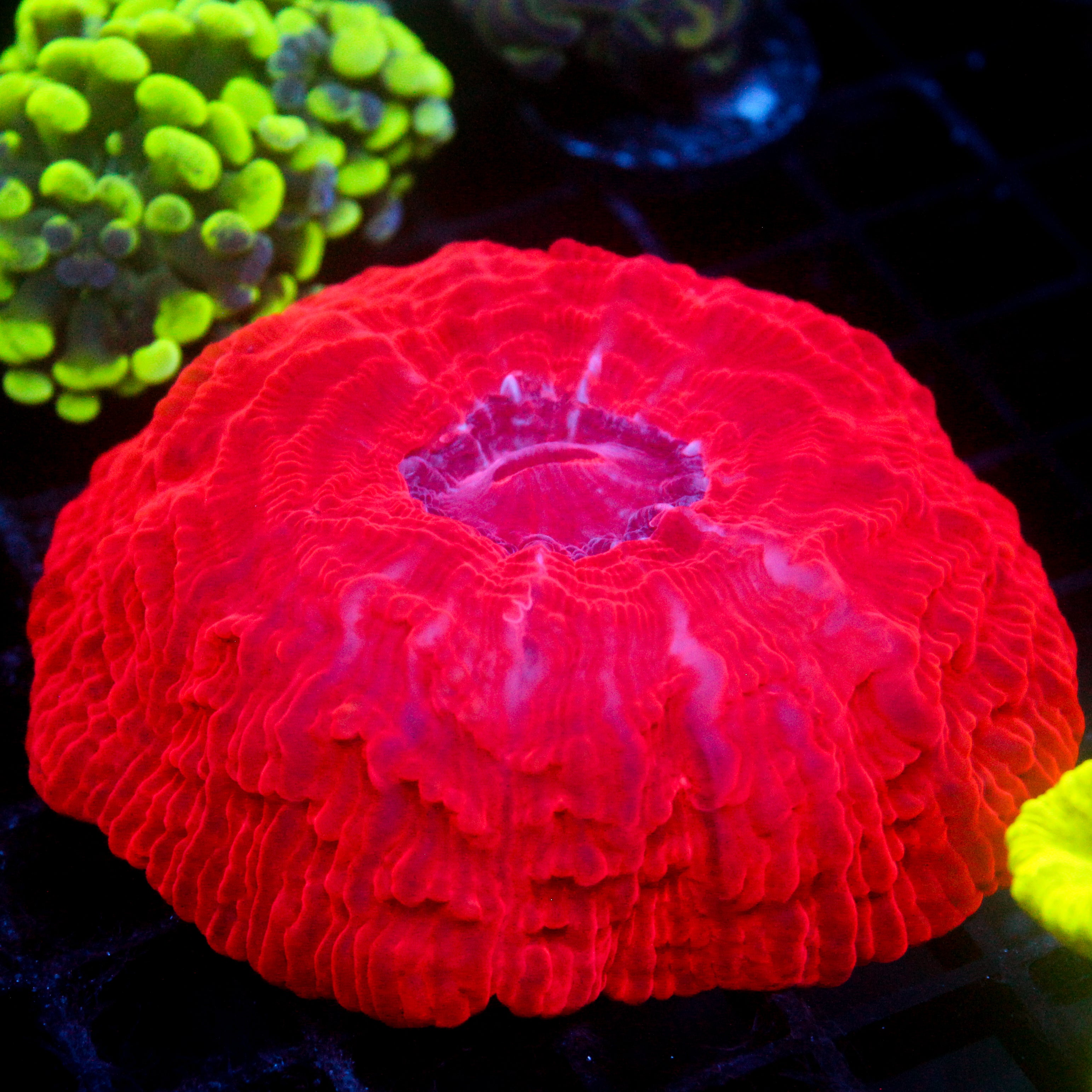 JC Cherry Garcia Cynarina 2.5"+