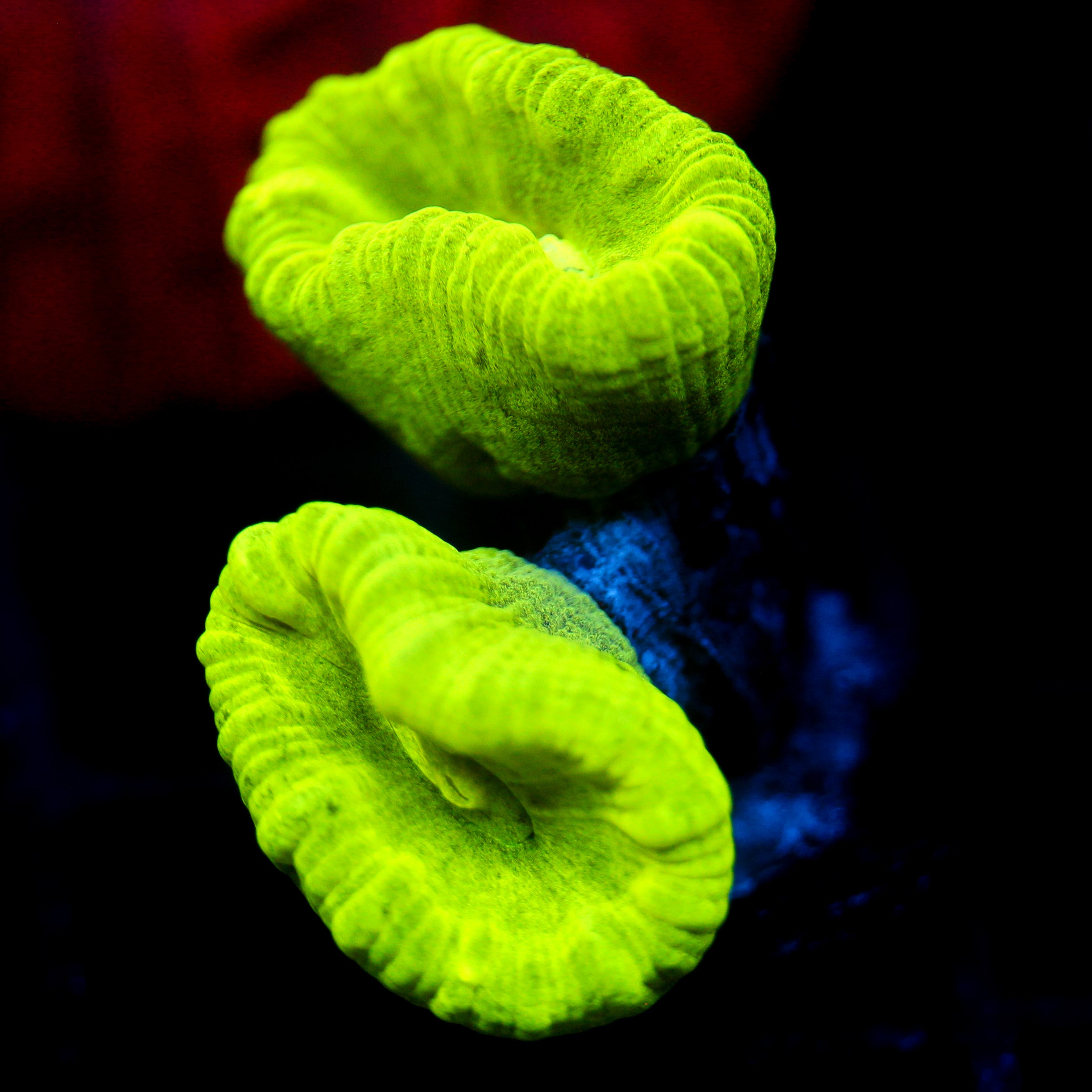 JC Neon Trumpet Coral
