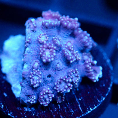 JC Pillager Goni