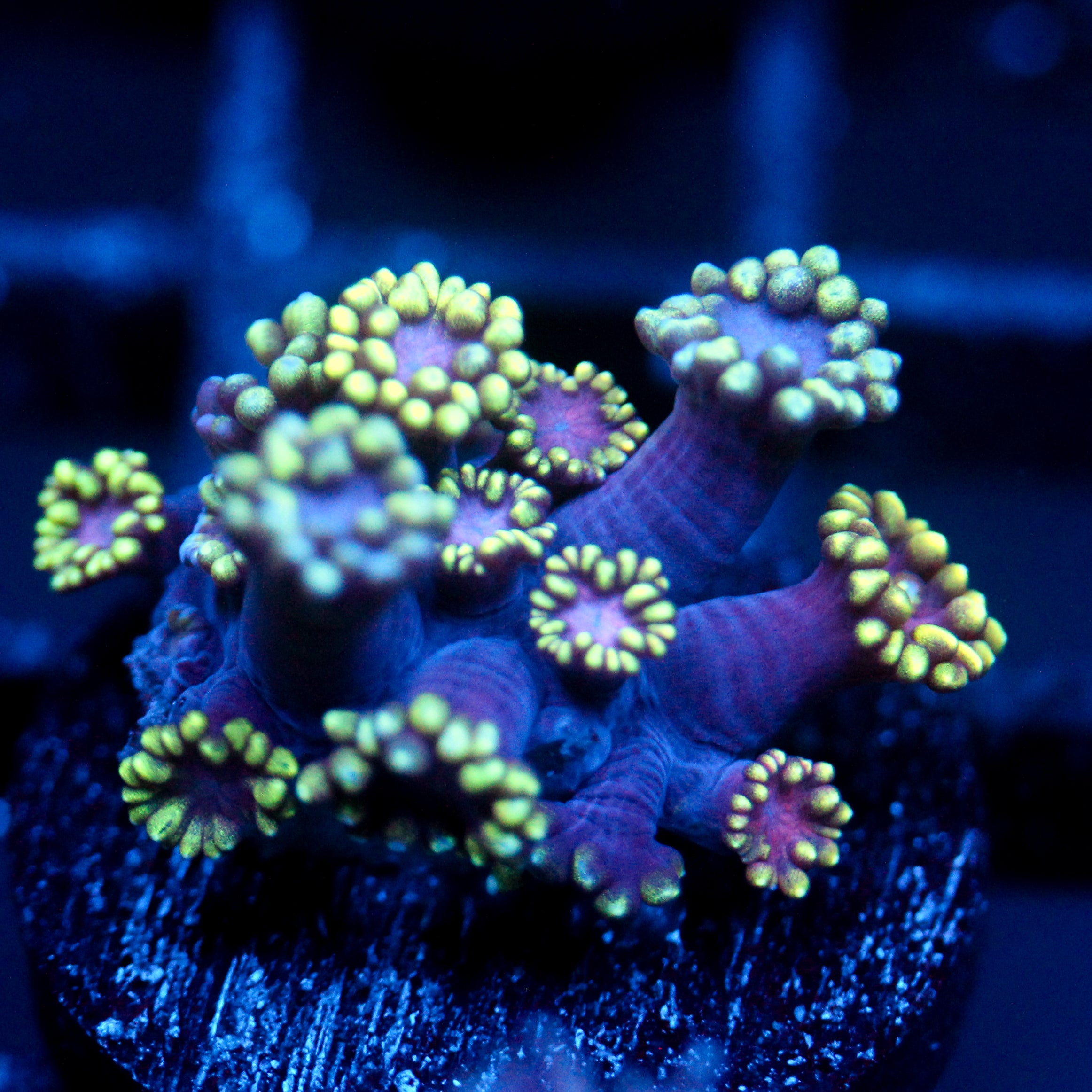 JC Tentacool Goni