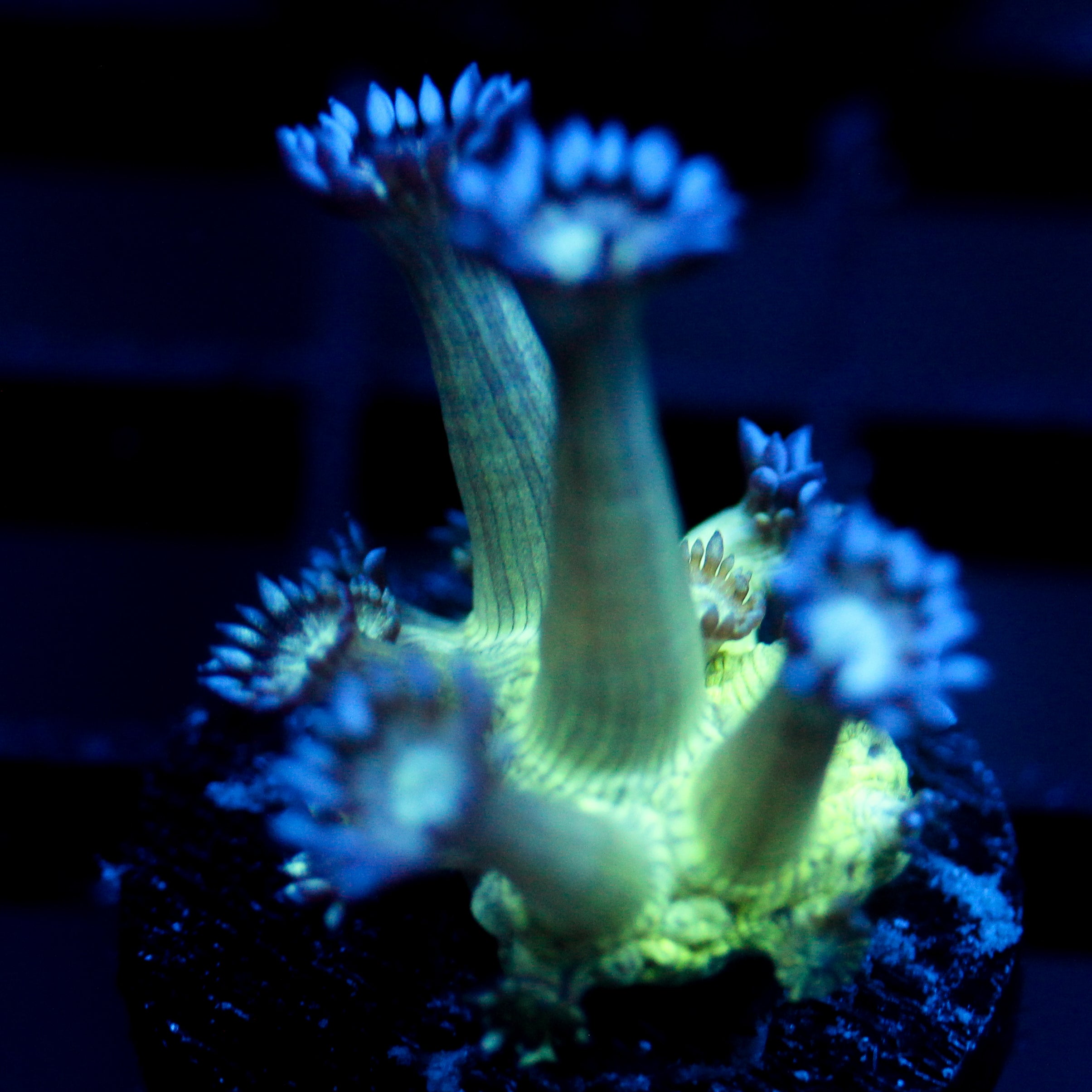 JC Peacock Goni