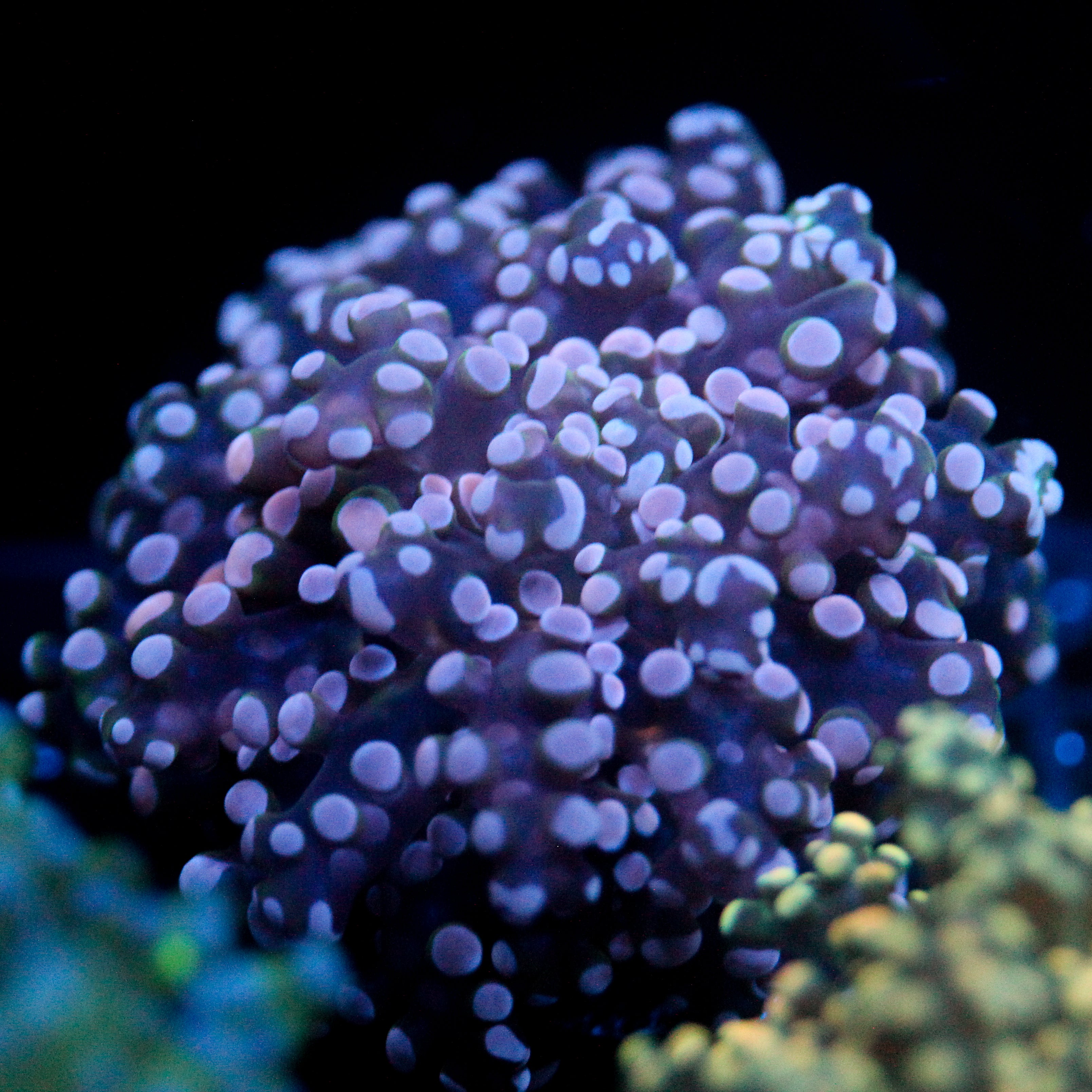 JC Pink Tip Octo