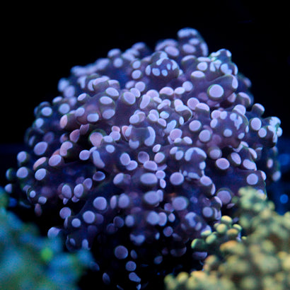 JC Pink Tip Octo