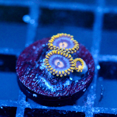 JC Golden Wheels Zoanthid
