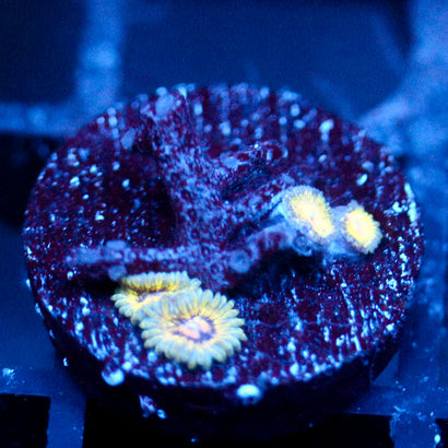 JC Oceanside Zoanthid