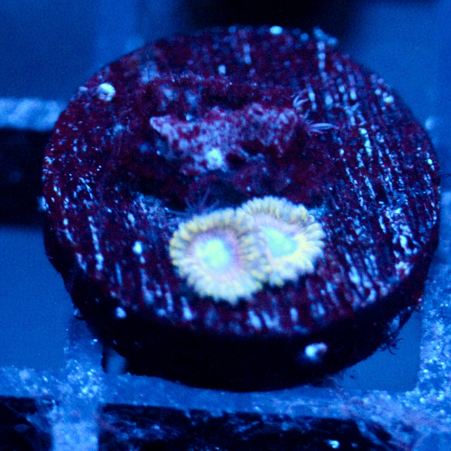 JC White Hole Zoanthid