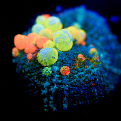 WWC OG Bounce Mushroom (1.5"+!!)