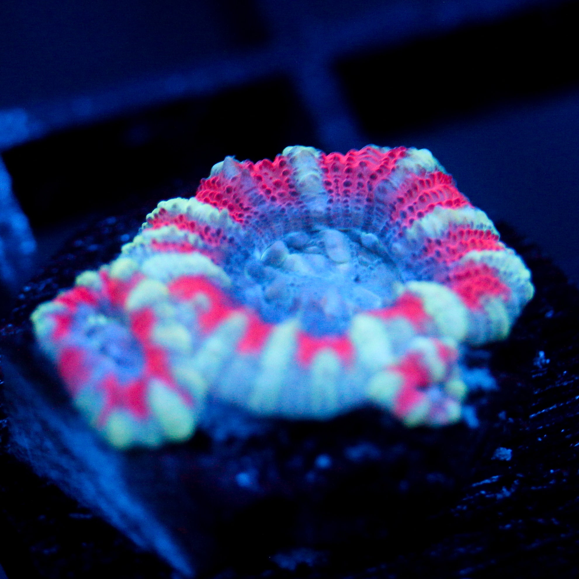 JC White Tiger Acan