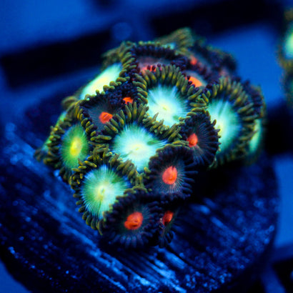 JC Birthstone Zoanthid Mix