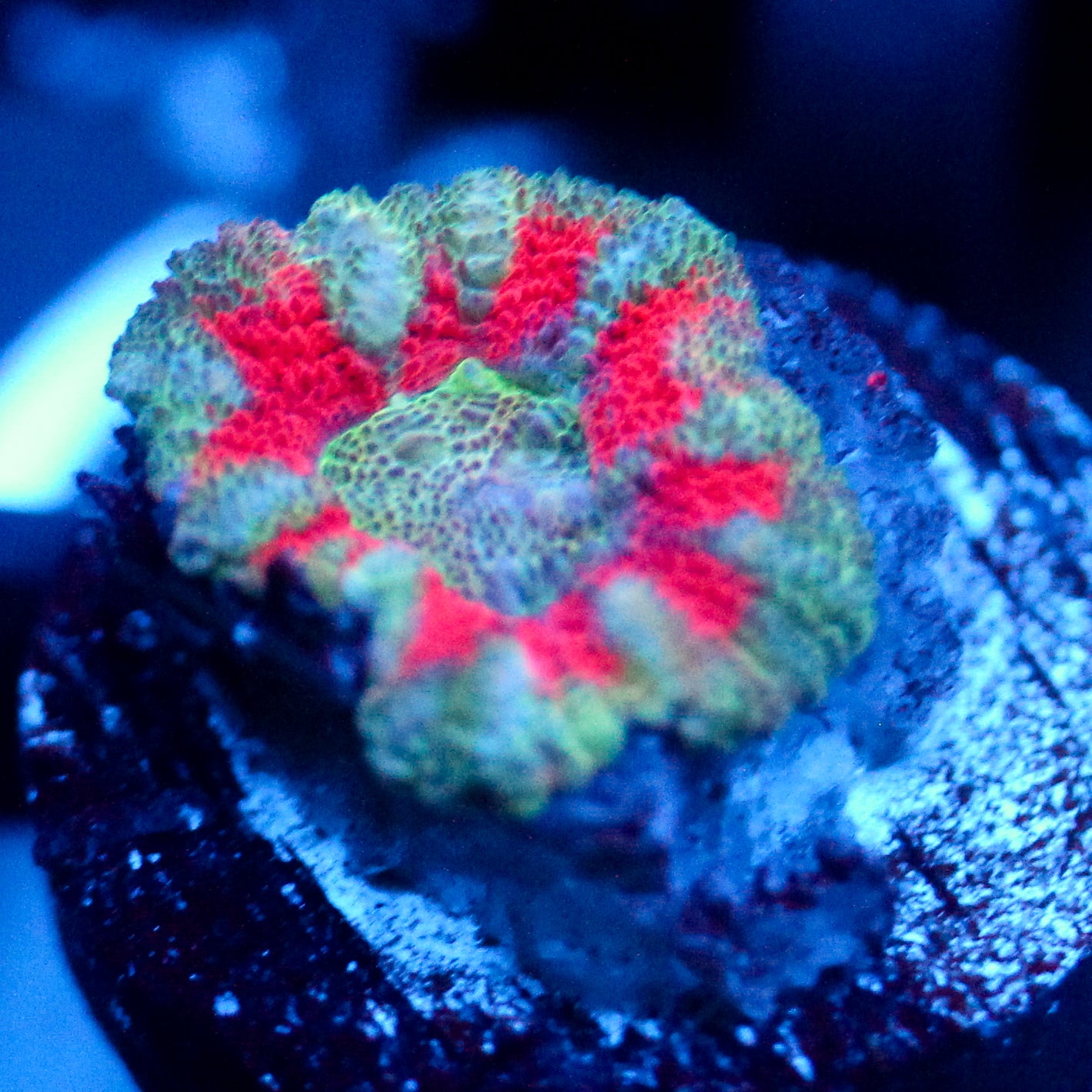 JC Teal Tiger Acan