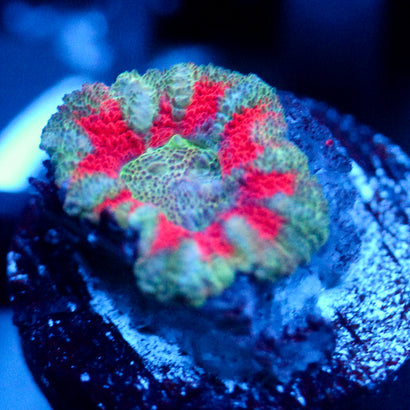 JC Teal Tiger Acan