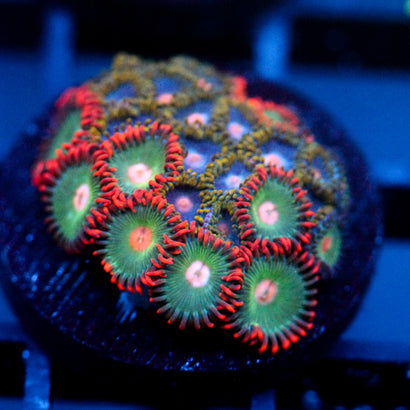 JC Zoa Garden Seed