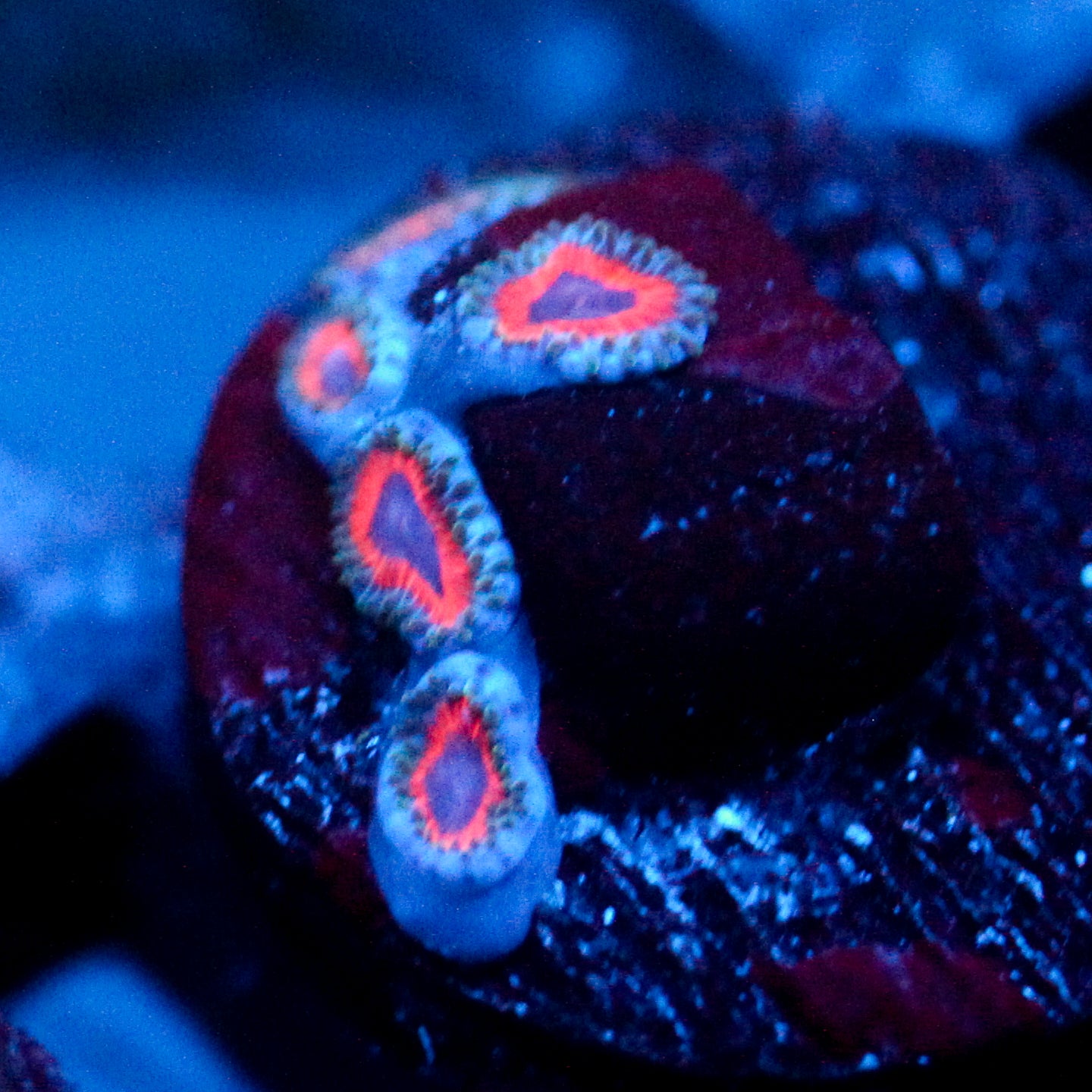 Jason Fox Fairytale Zoanthids