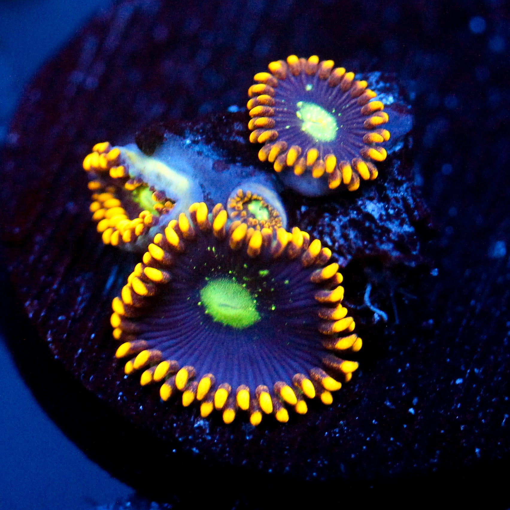 JC Dominator Zoanthid