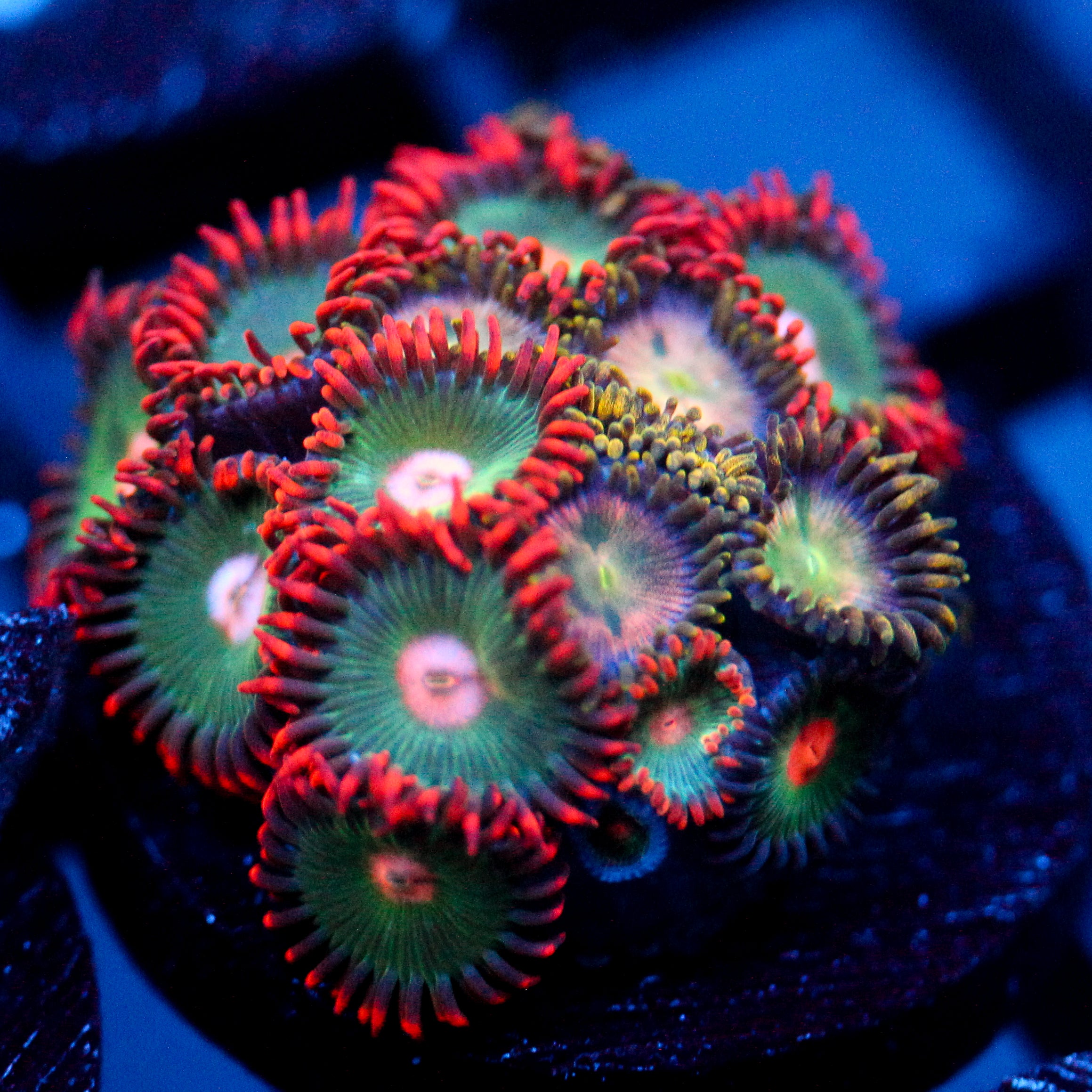 JC Gatorade Zoanthids Mix
