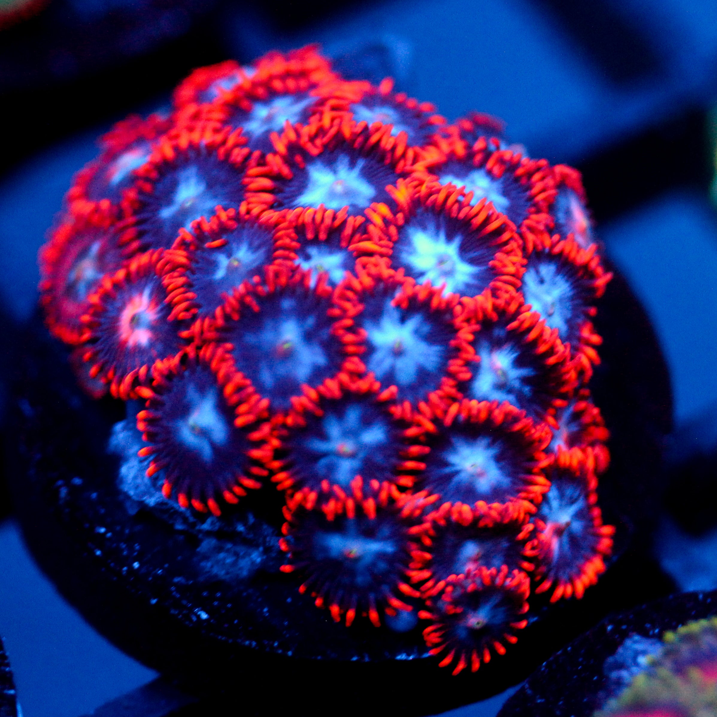 JC Edge of Reality Zoanthid