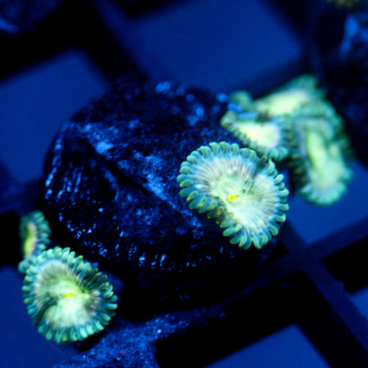 JC Hawaiian Ding Dang Zoanthid