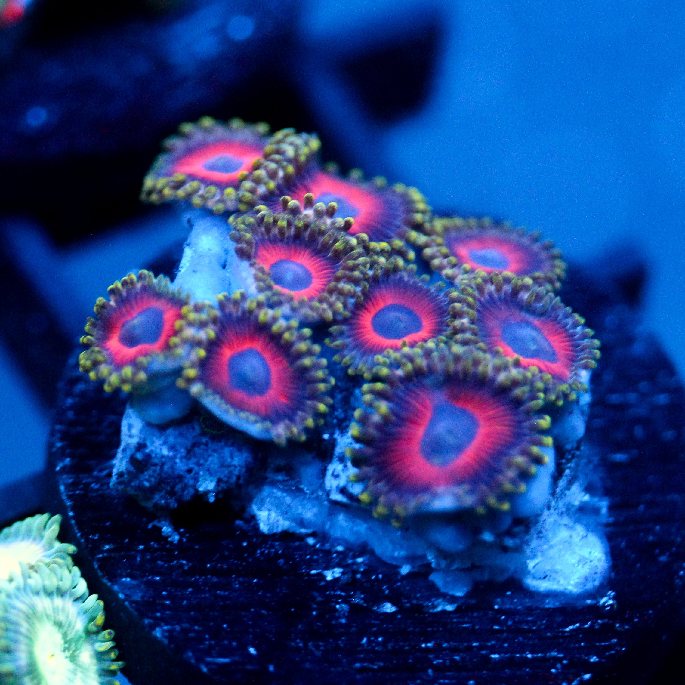 JC Empire Zoanthid