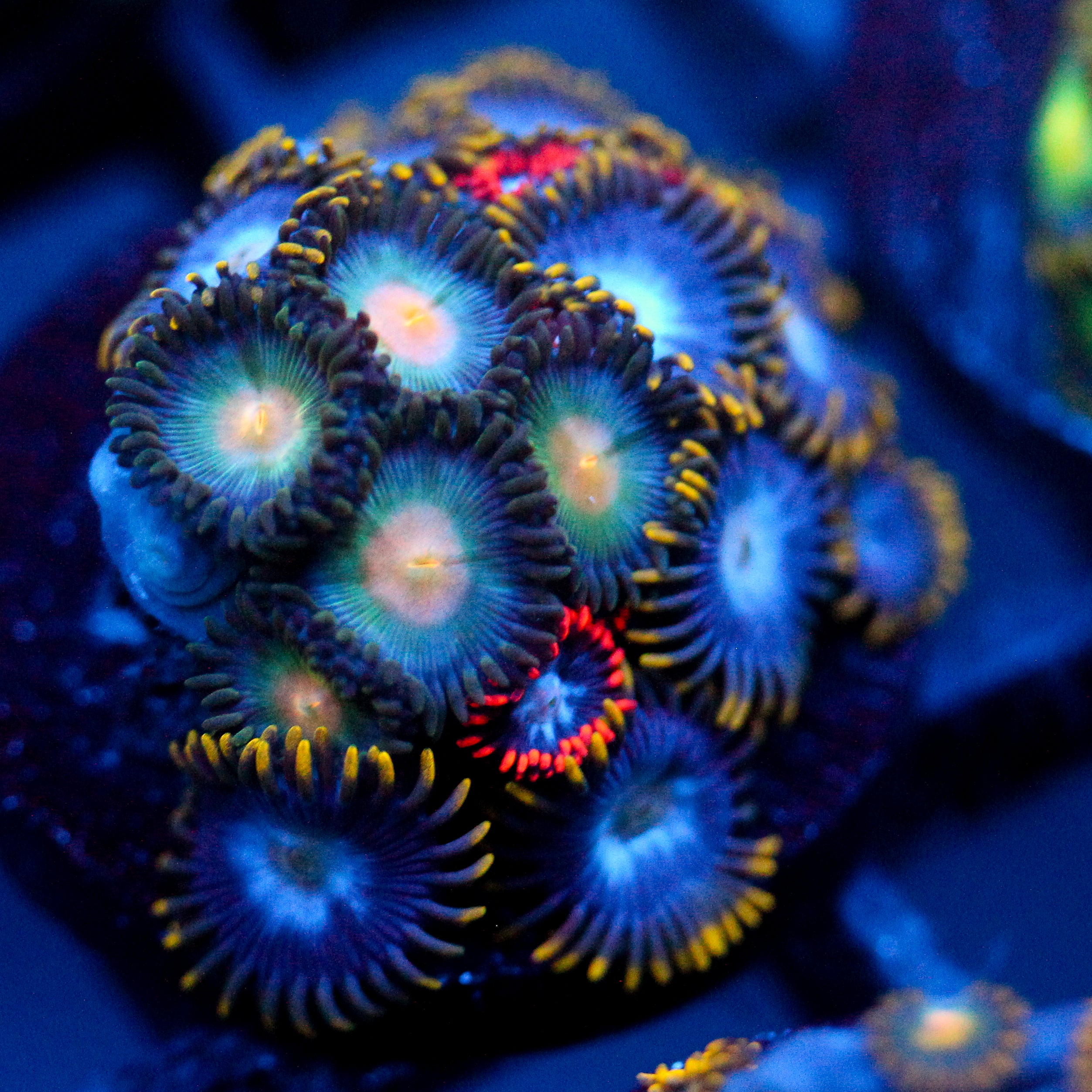 JC Zoa Garden Seed