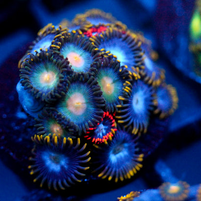 JC Zoa Garden Seed