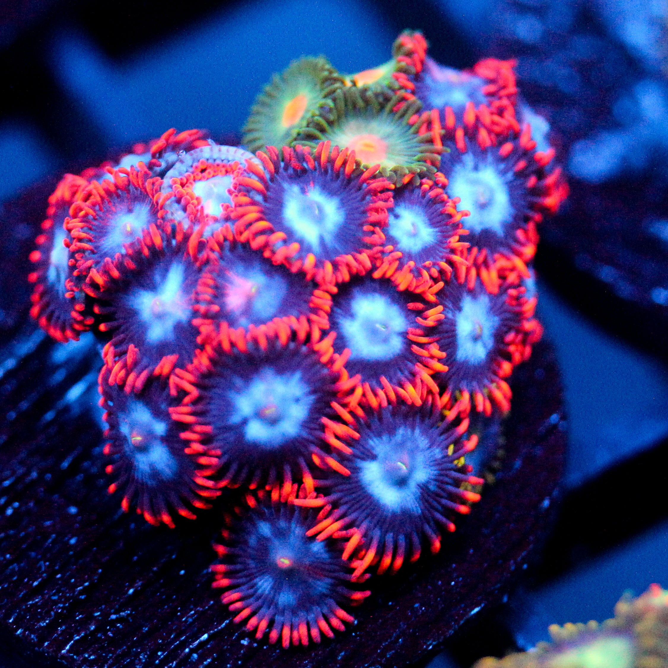 JC Edge of Reality Zoanthid mix