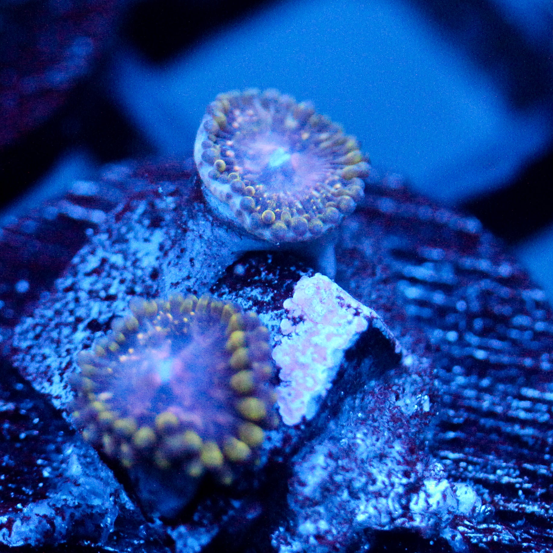 JC Purple Monster Zoanthid