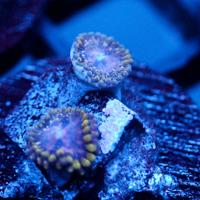 JC Purple Monster Zoanthid