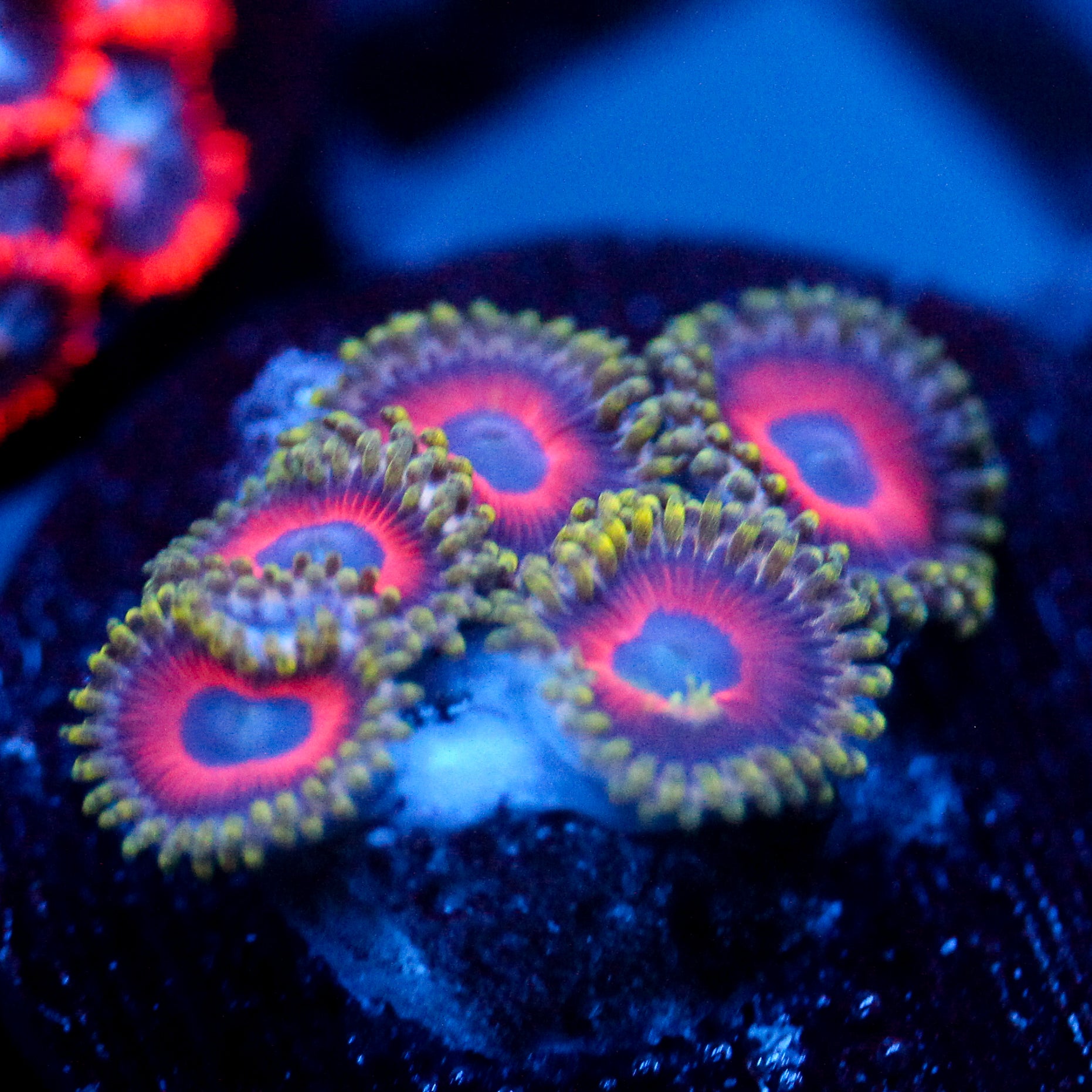 JC Empire Zoanthid