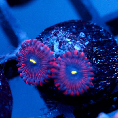 JC Purple People Eater Zoanthid