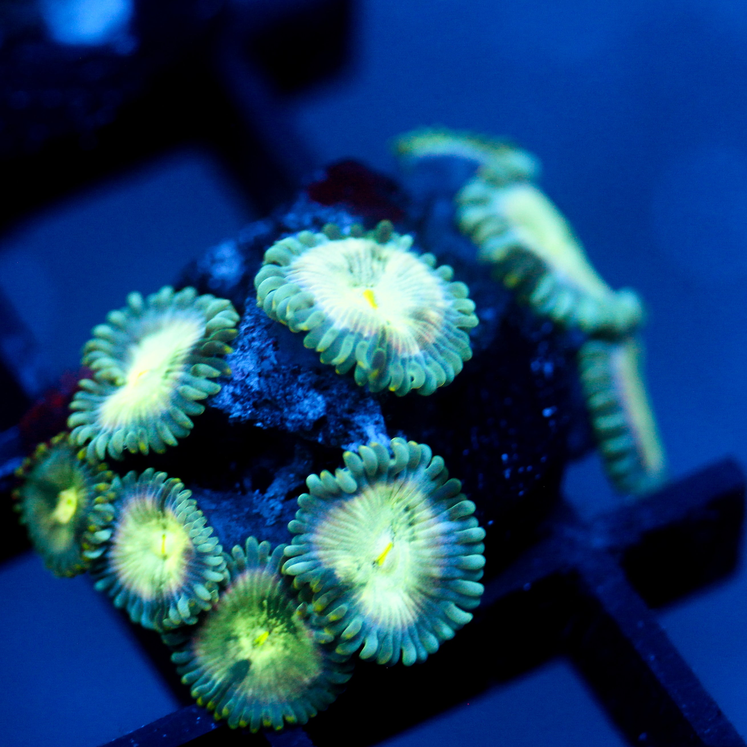 JC Hawaiian Ding Dang Zoanthid