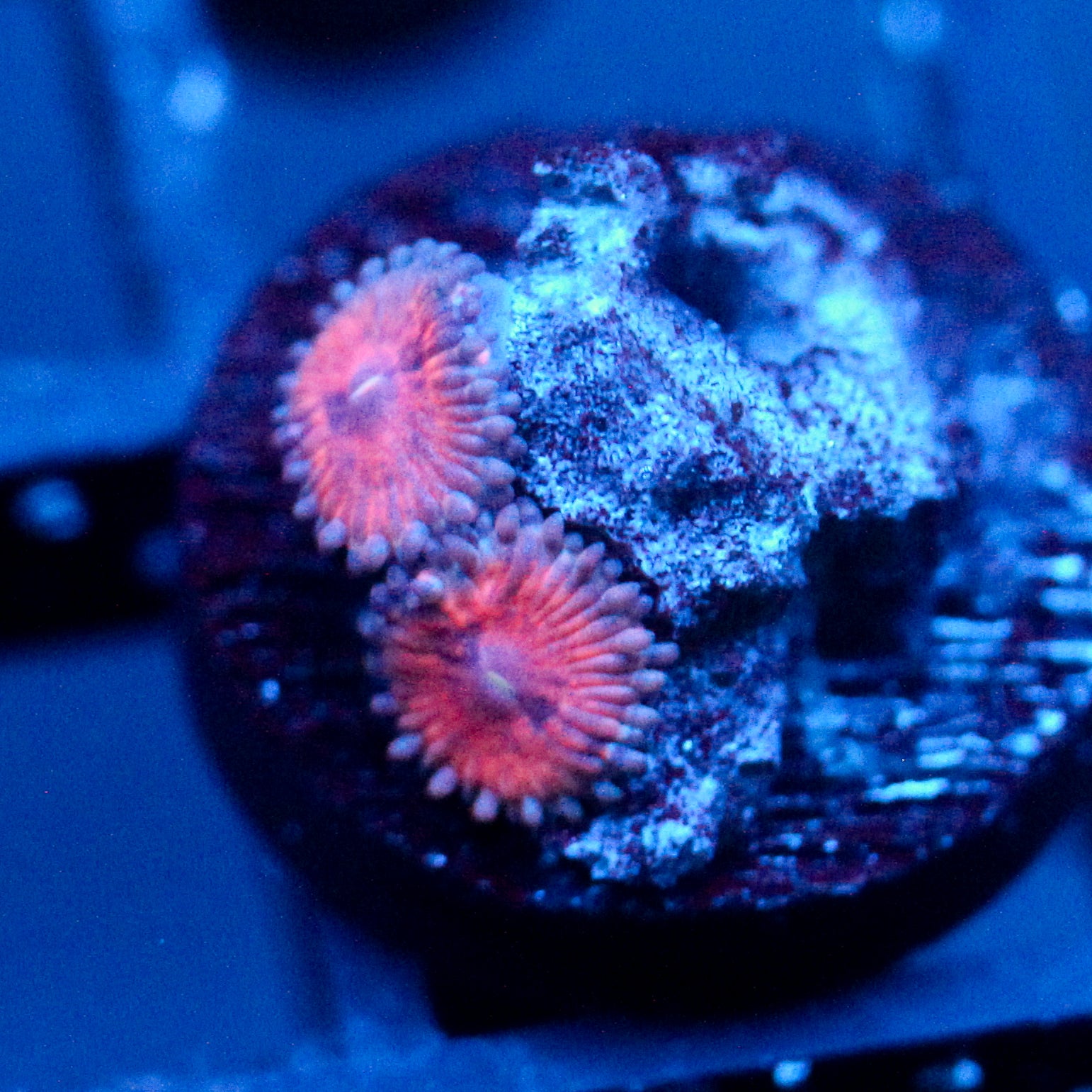 JC Amber Bliss Zoanthid