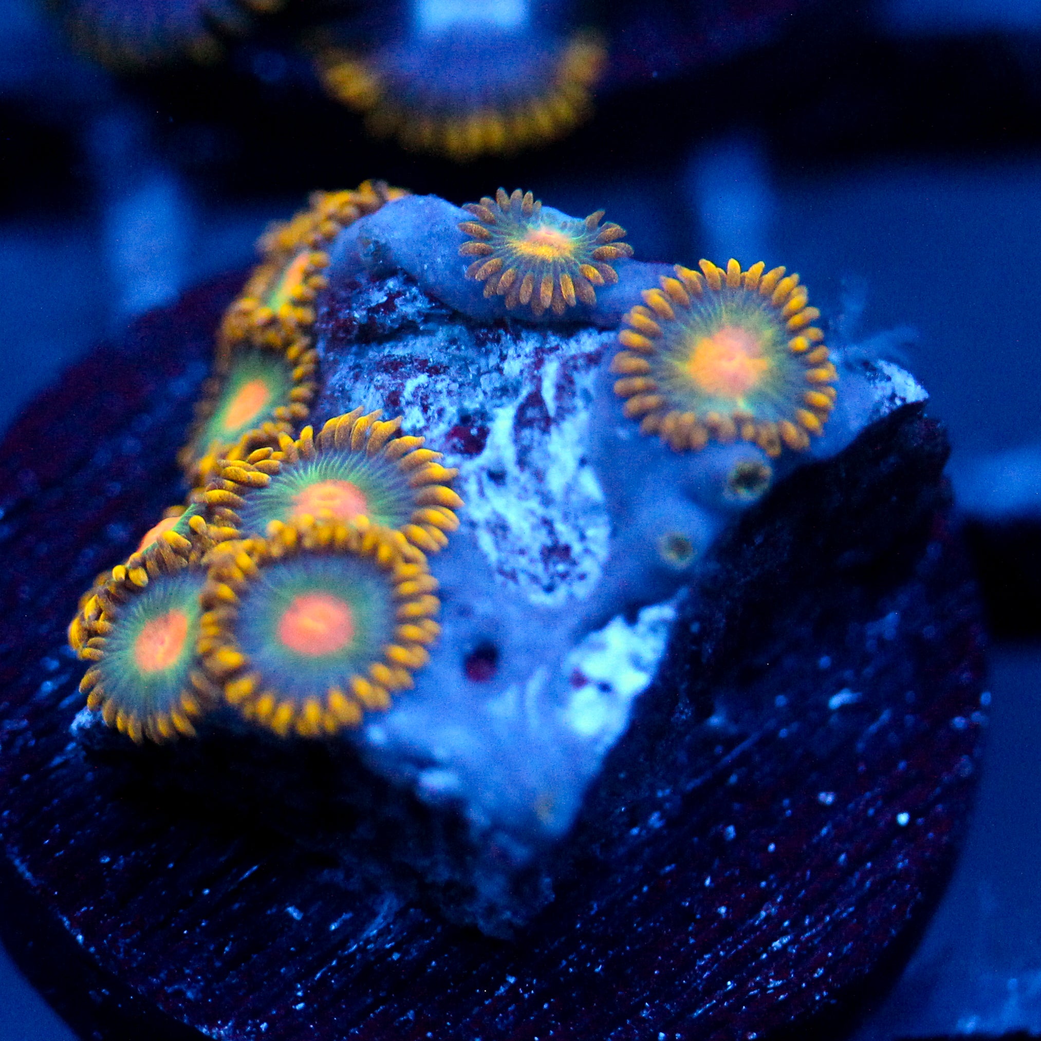 JC Saturn Zoanthid