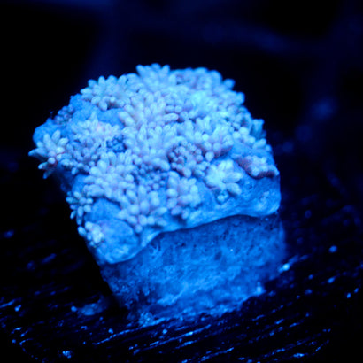 JC Polar Goni